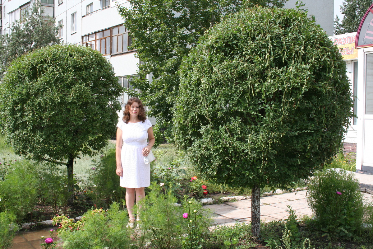 Те самые самшиты