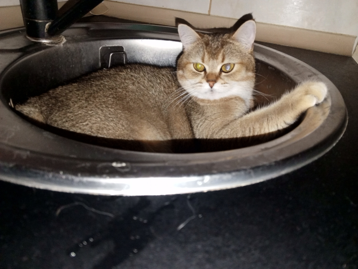 Не знаю какую фотку вставить, поэтому будет котейка. 