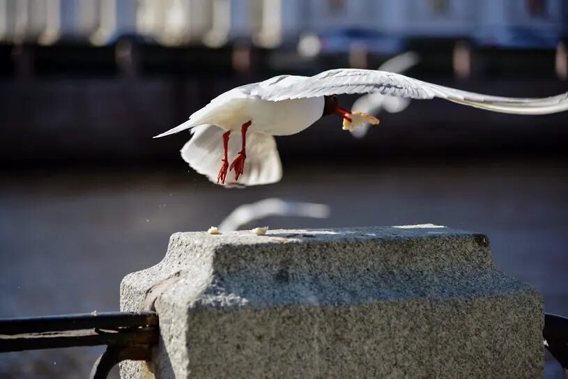    Фото: kommersant.ru Мария Михайлова