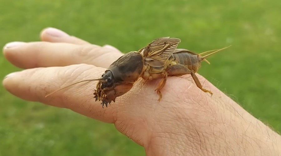 Медведка ползает по руке.