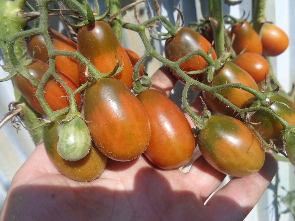 Томат Де Барао черный весь увешан плодами. №120 в моем Каталоге. В этом году он входит в список БЕСПЛАТНЫХ СЕМЯН.