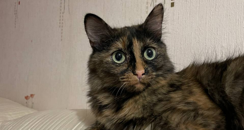    Людям за 60 лет следует держаться подальше от кошек: ученые объяснили почему