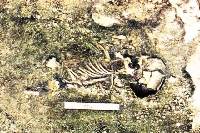    Останки мальчика из Староселья. Фото: Скриншот/ Монография Александра Формозова «Пещерная стоянка Староселье и ее место в палеолите»