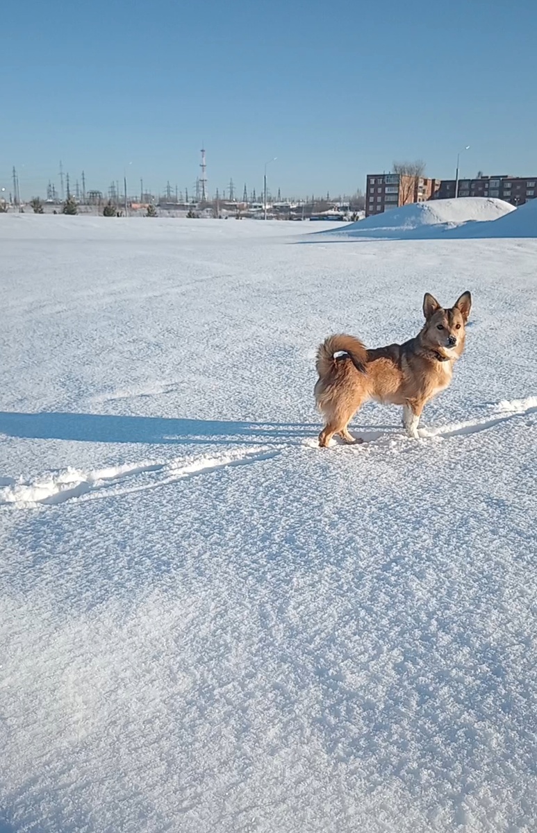Лиса на прогулке