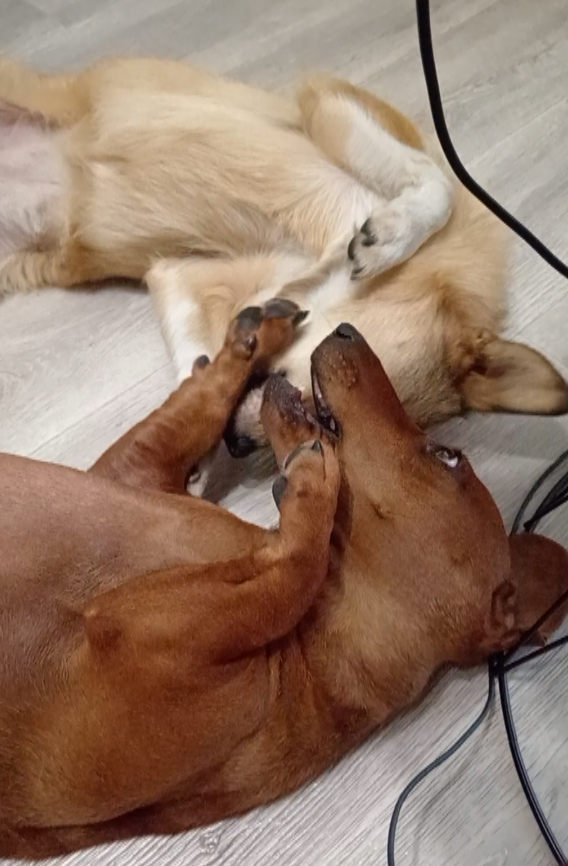 Ми-ми-мишные обнимашки