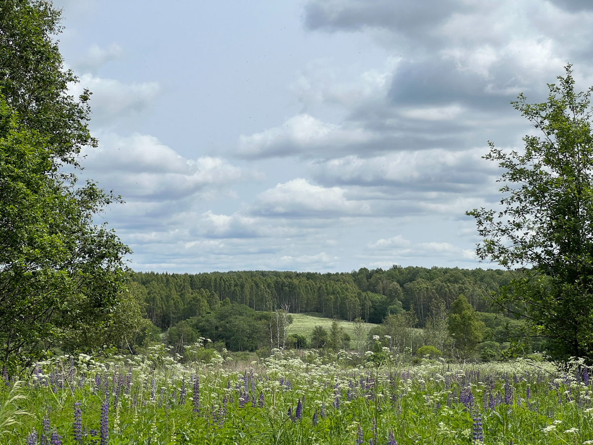 Фото Лидии Бам. Это Смоленское разнотравье. В Подмосковьье явно меньше люпина.