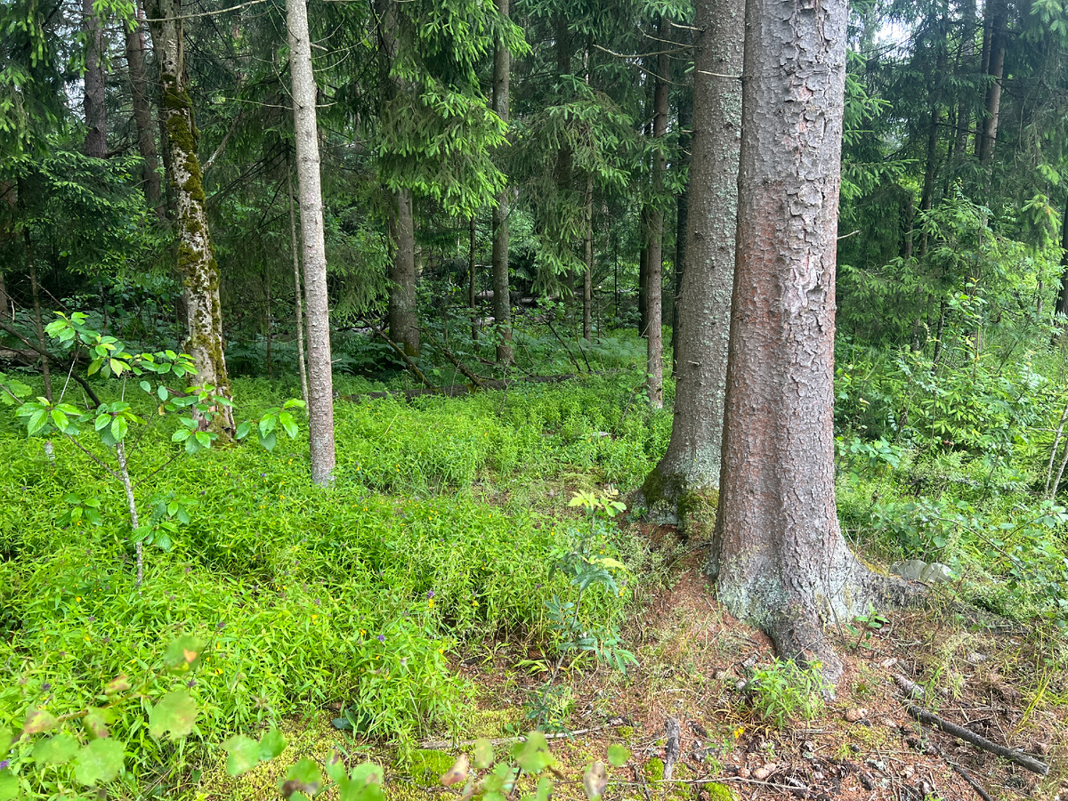 Фото Лидии Бам. Ельник в начале июня. Марьянник вырос, но еще почти не цветет.