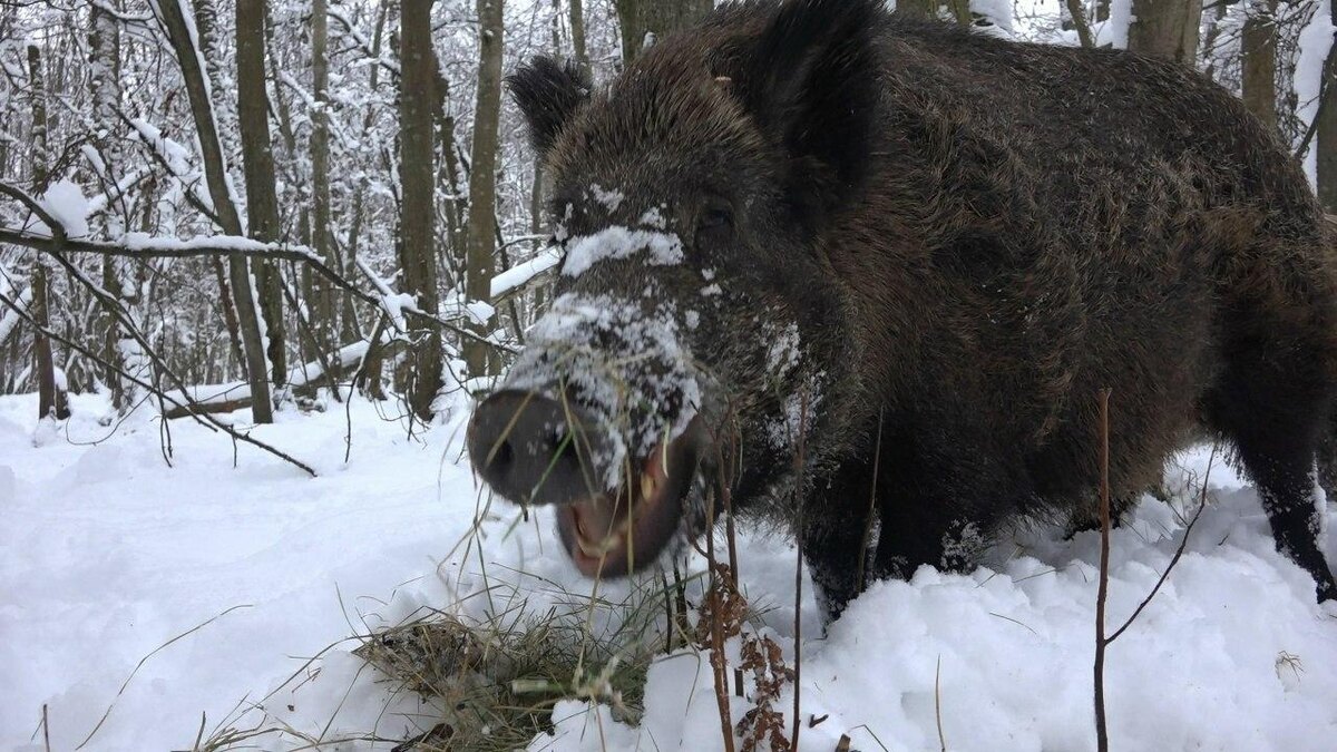 Фото: https://t.me/kazdoytvaripopare