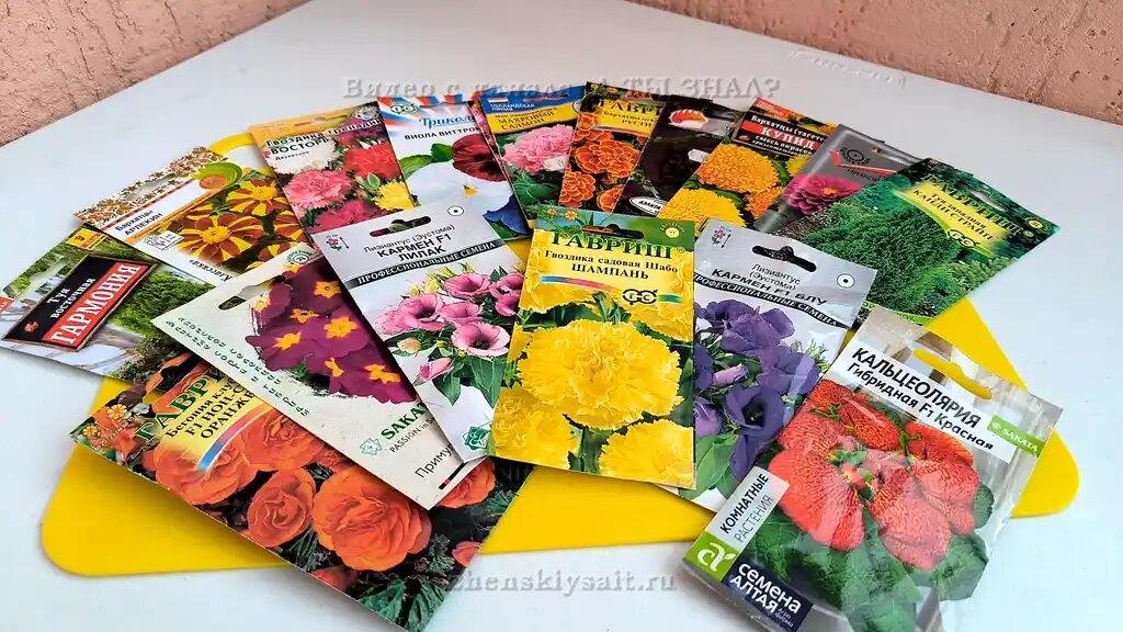 Какие цветы сеять на рассаду в ноябре