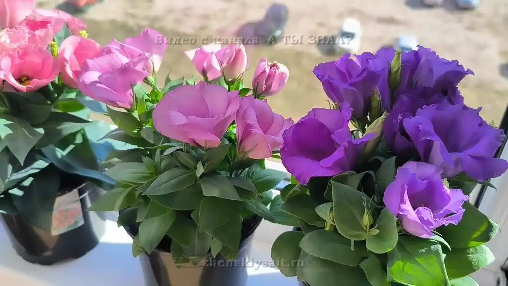 Эустома (Лизиантус) — королева ноябрьского посева