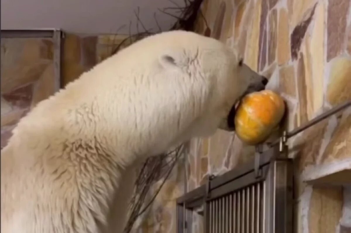    День рождения медведицы Хаарчааны отметят в Санкт-Петербурге 30 ноября