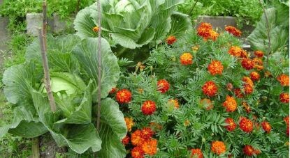ЗАЧЕМ САЖАТЬ БАРХАТЦЫ РЯДОМ С ОВОЩАМИ