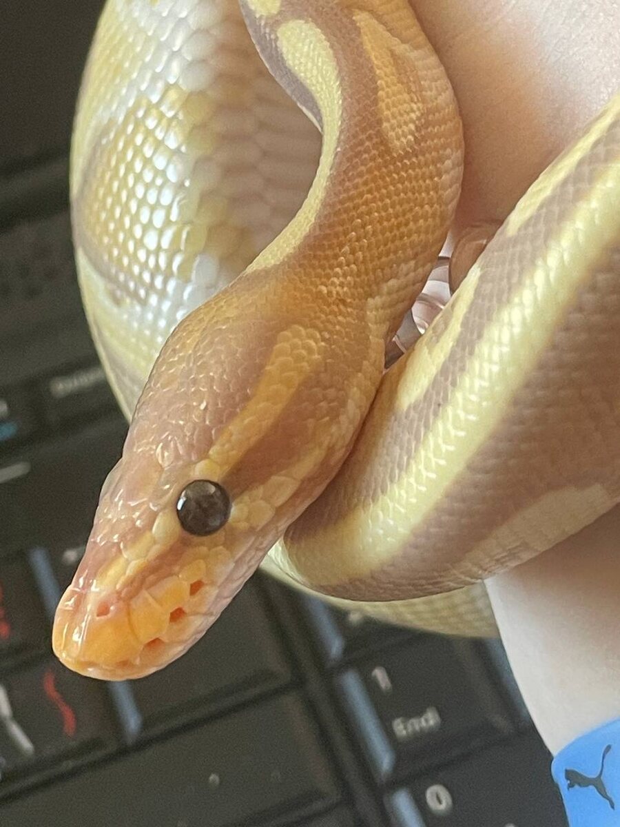 Личный архив