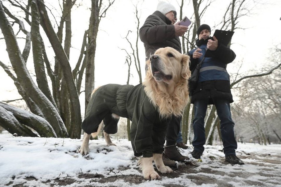    И 100 лет назад собаки не могли гулять сами по себе. Алексей БУЛАТОВ