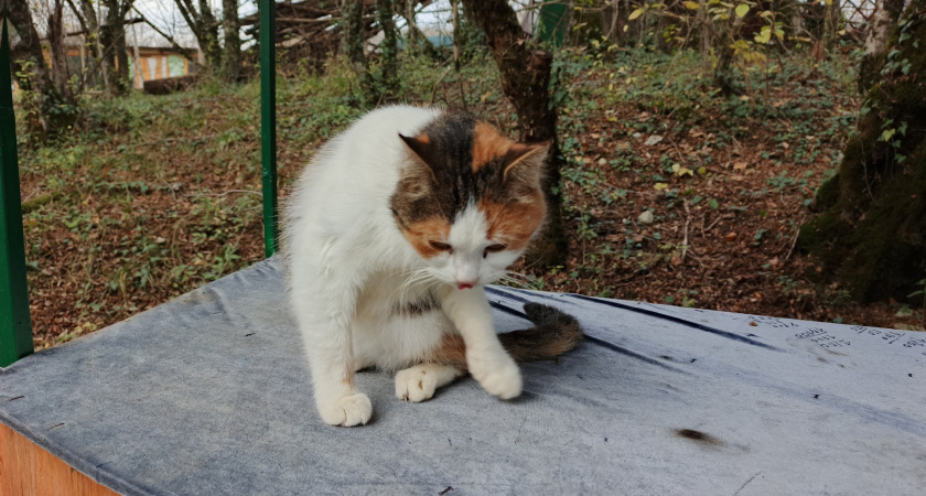    Соседка подсказала, как избавиться от запаха кошачьей мочи за 10 минут