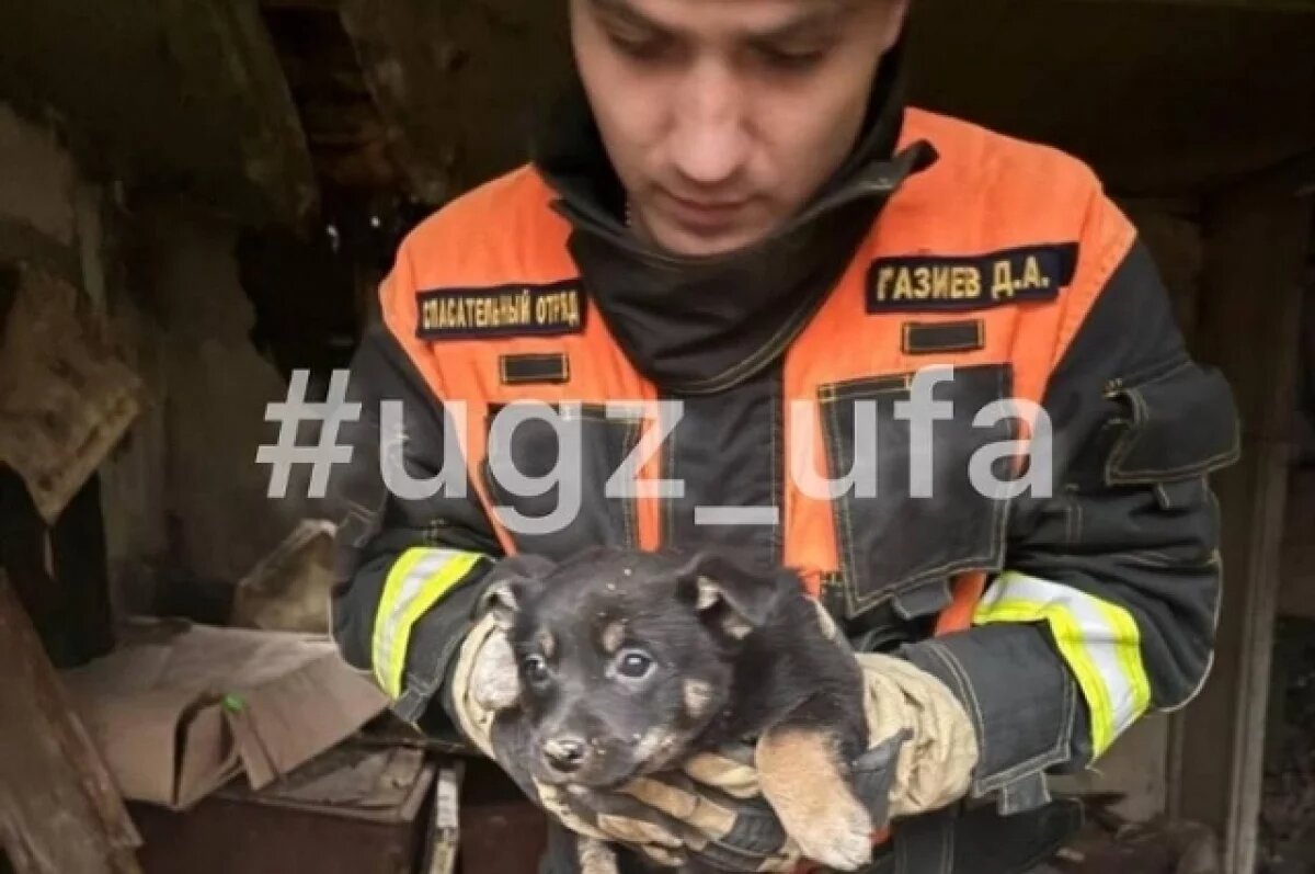    В Уфе из-под груды завалов в заброшенном доме достали 5 щенков