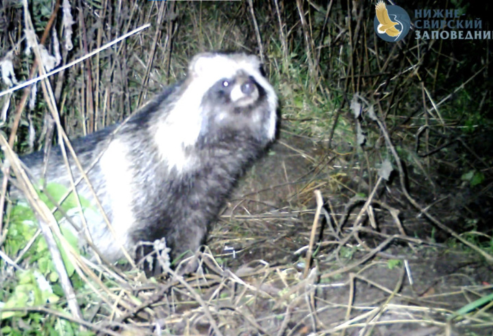 фото: Нижне-Свирский государственный заповедник