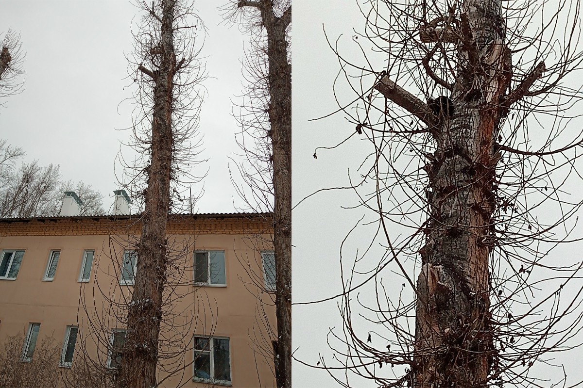     Фото: «ЗооСпас в Екатеринбурге» / vk.com/zoo_spas_ekb