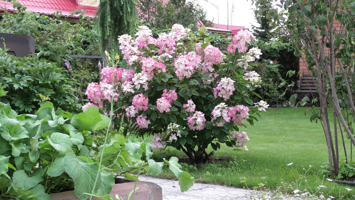 Метельчатая гортензия Мэджикал Флам в моем саду