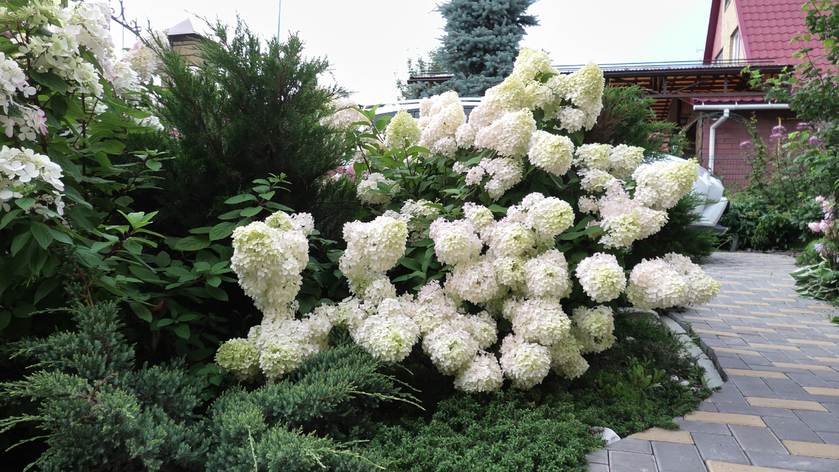 Гортензия Диамантино с можжевельником в ногах