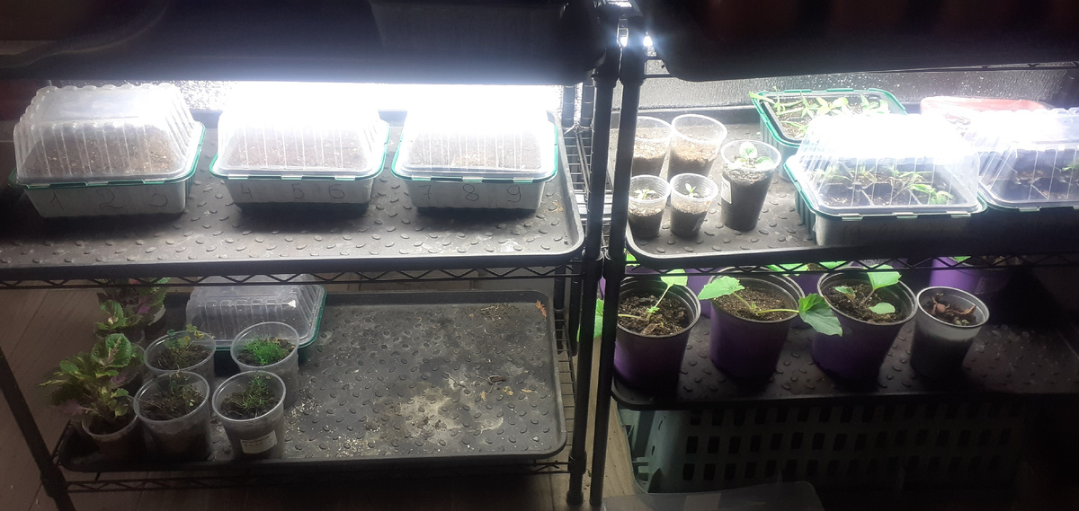 На 23.11 посеяны только некоторые цветочные культуры. Посев для сезона 2026.