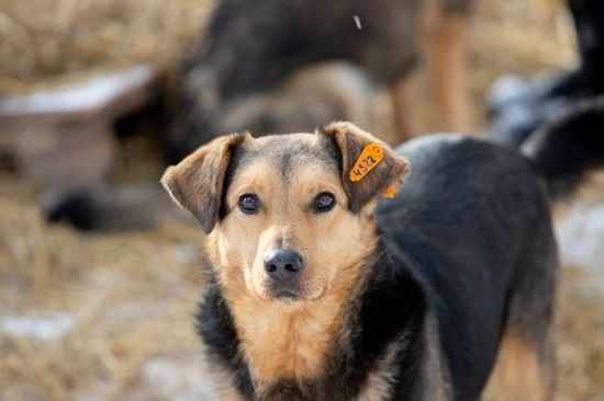 Строительство областного приюта для животных во Владимире откладывают из-за "запредельной" стоимости