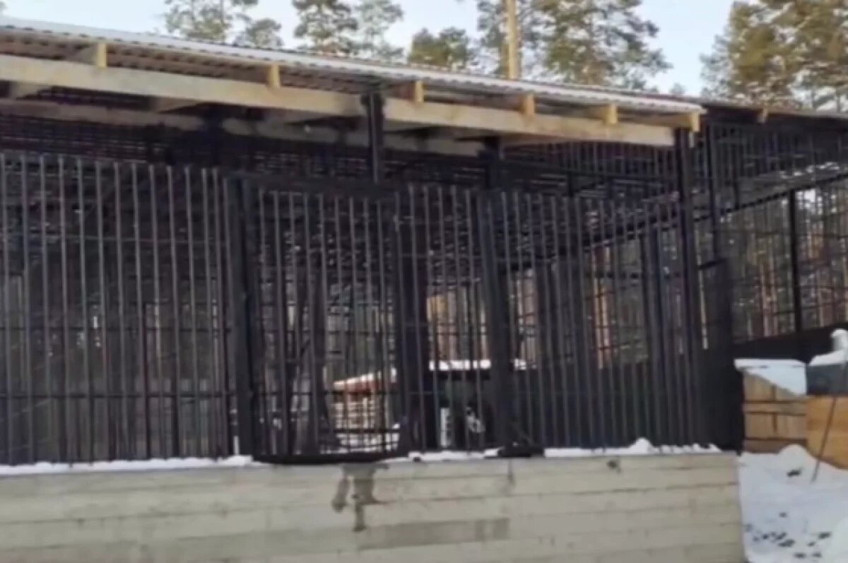    В живом уголке Этномузея в Бурятии построили новый дом для медведей