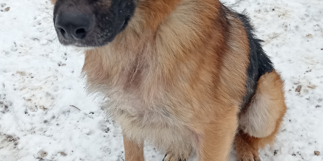 Ну не выставить же пса на улицу, из-за того, что ему негде жить.