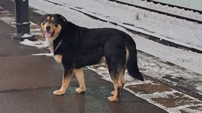 Фото: Телеграм-канал "Питер 360°"