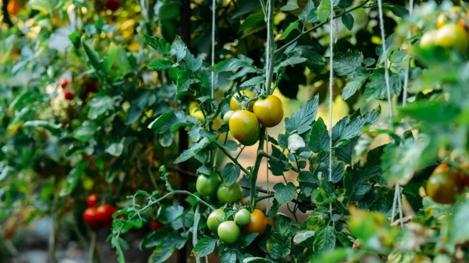 Много лет считал подвязывание обязательной процедурой для томатов.