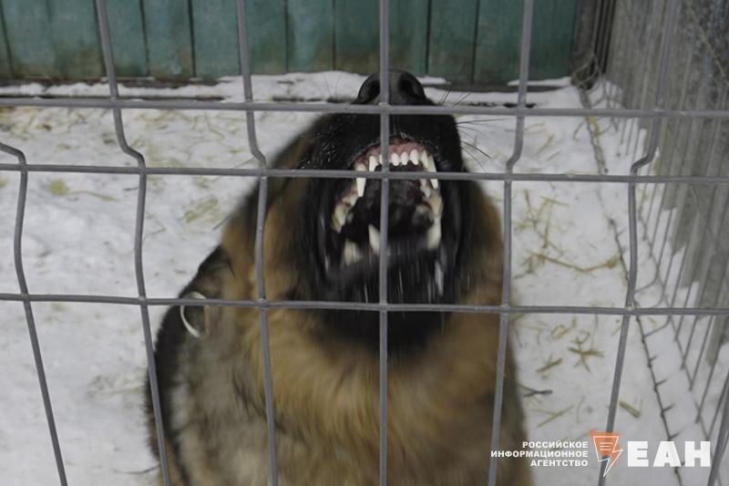    ЕАН. Агрессивная собака