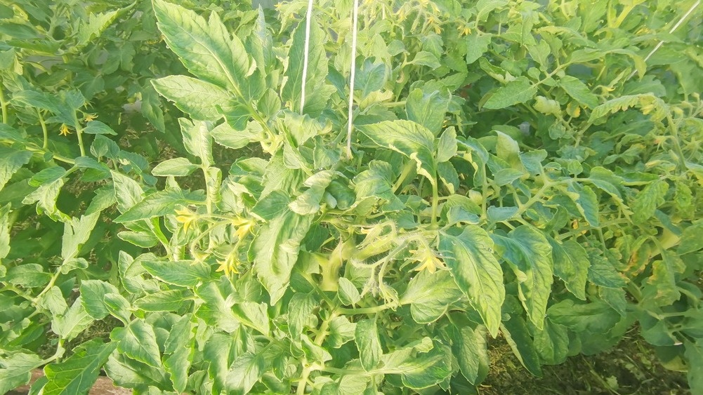 Моя теплица в июле - 18 кустов детерминантов на 6 квадратах вместо стандартных 12