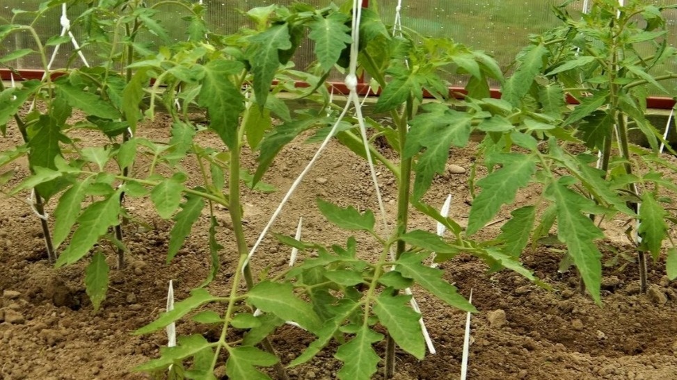 Так выглядят детерминанты в парной посадке - между кустами 18 см