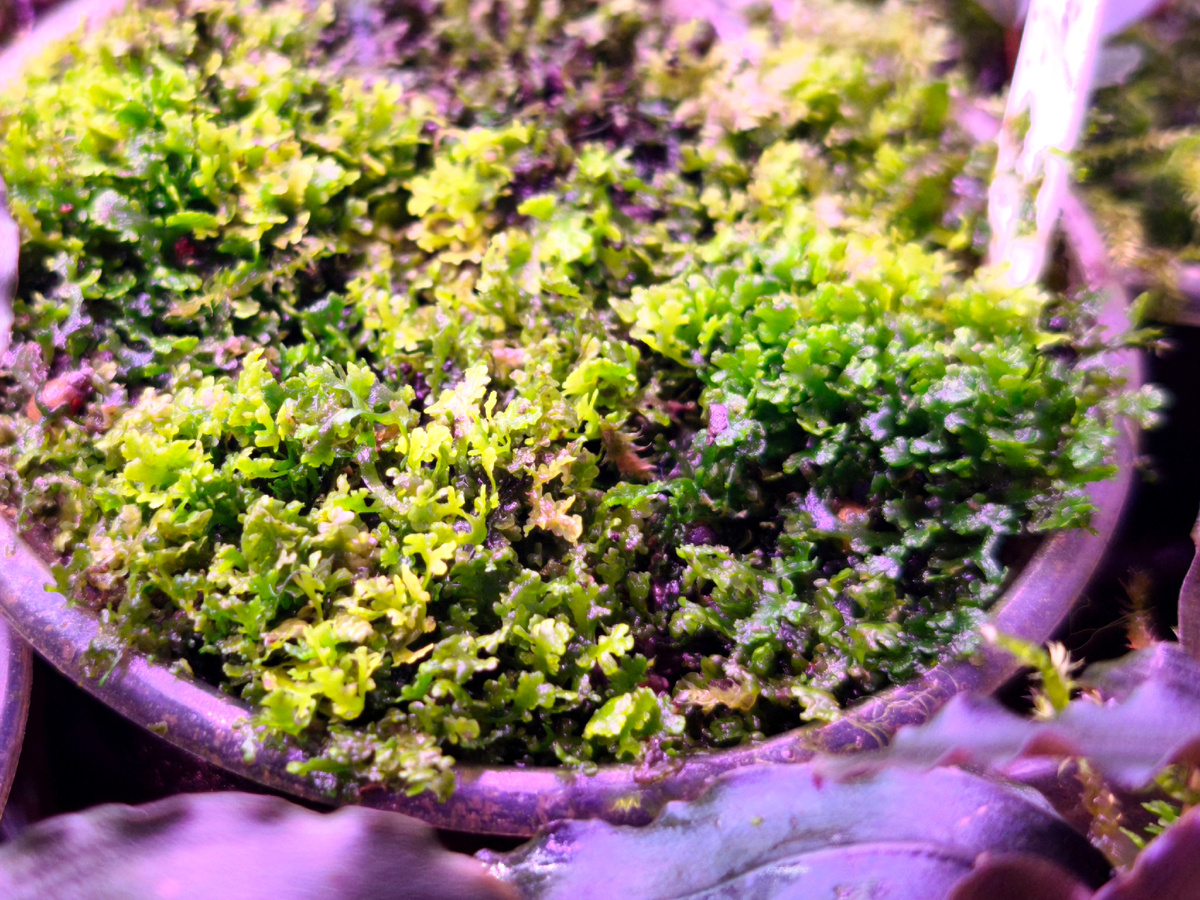 Надводная форма, фото Христенко Юрия 