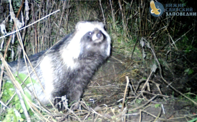    © Нижне-Свирский государственный заповедник