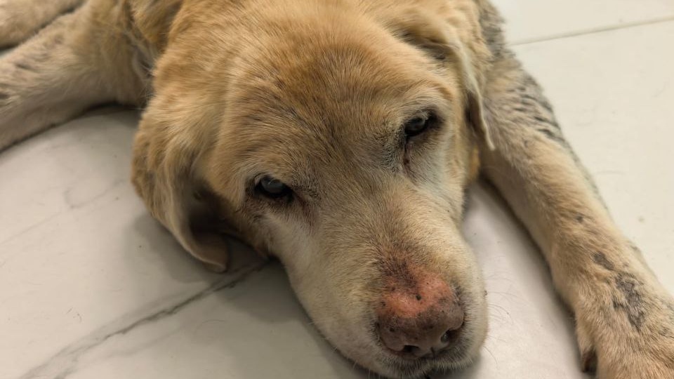 Связали и выбросили в канаву, чтобы не спаслась