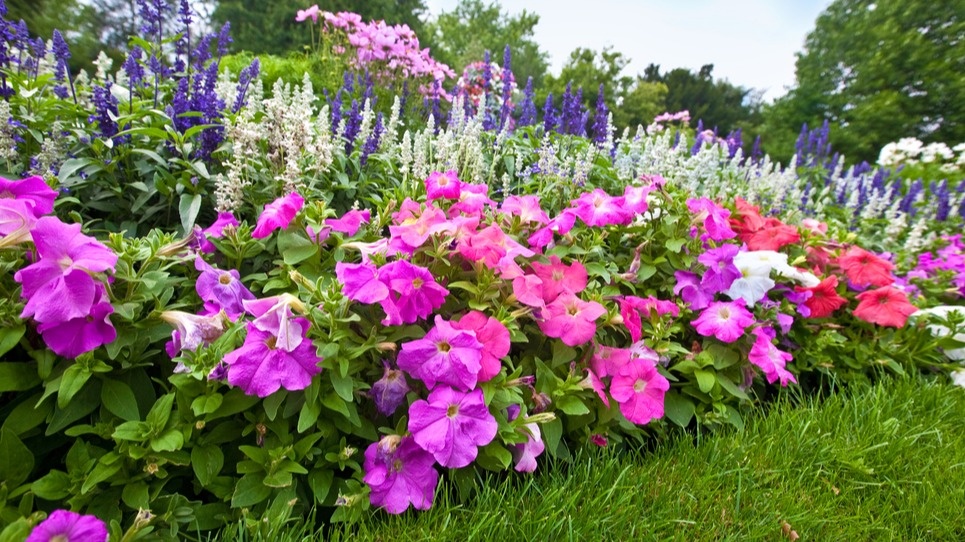 Мой сад в августе - полив раз в месяц в жару, а цветение не останавливается