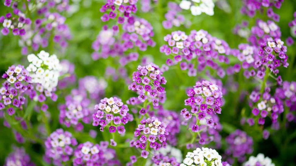 Алиссум через месяц после посадки - уже густая подушка 60 см в диаметре