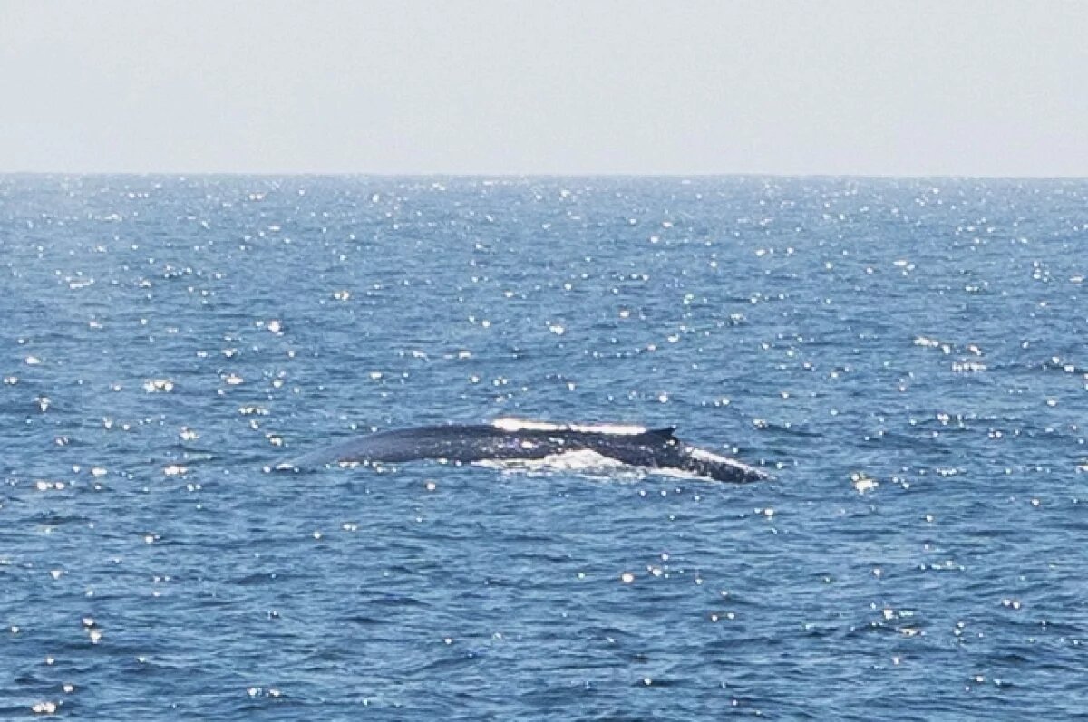    На берег Камчатки выбросило мертвого кита с верёвкой в пасти