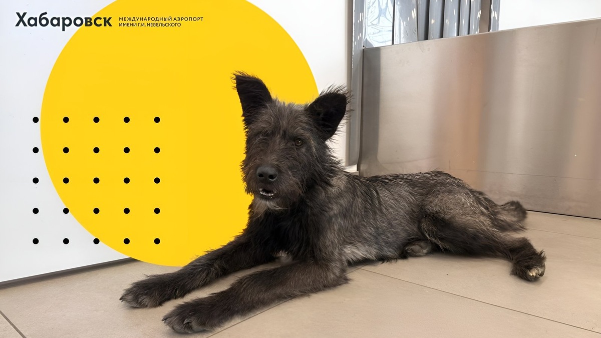    Ручная собака в зоне ожидания аэропорта Хабаровска