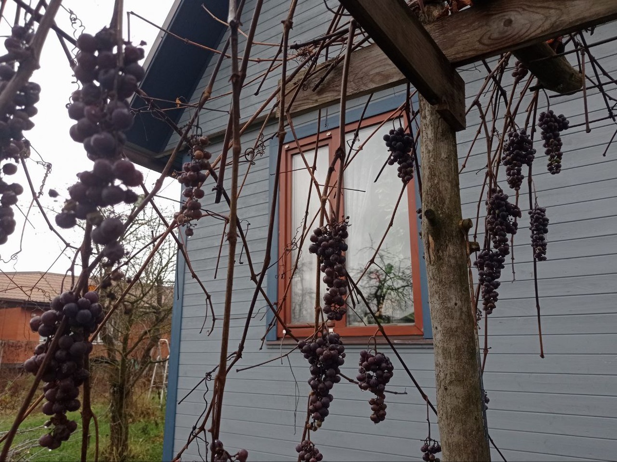 Не созревшие грозди.