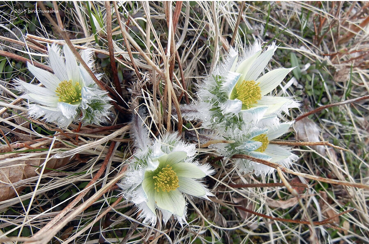 Фото не моё, мой ещё не достиг таких размеров