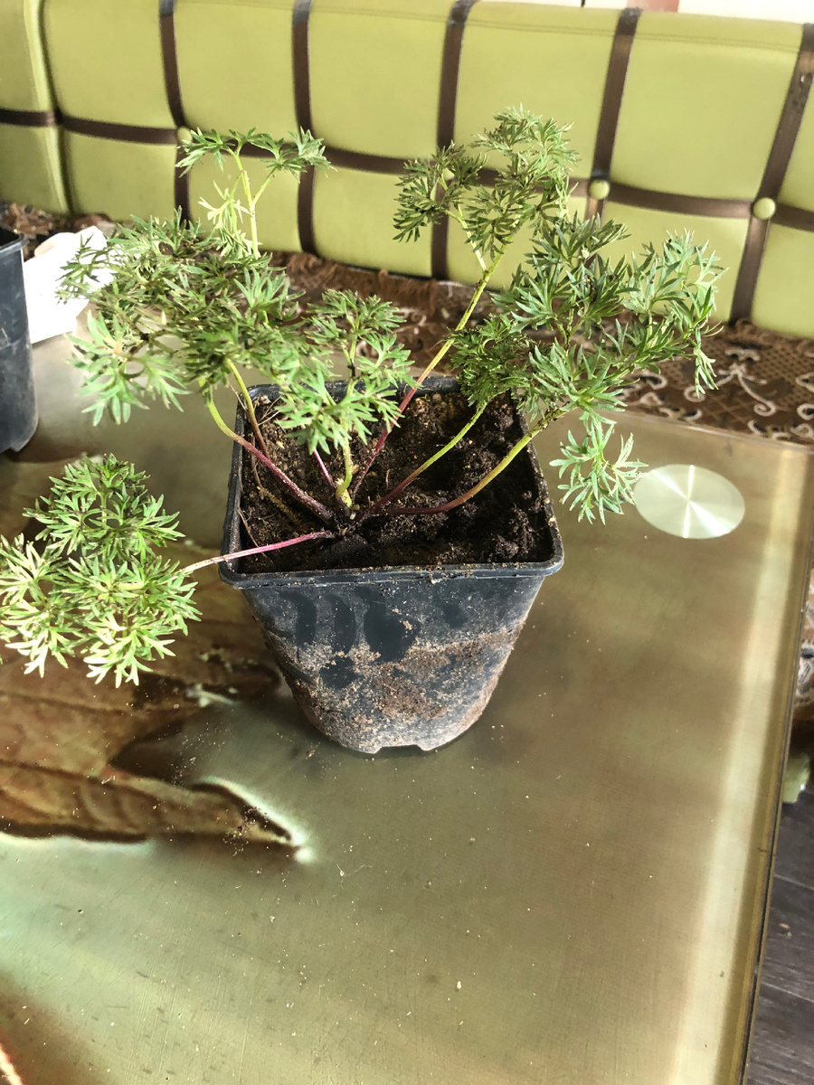 Исполненная мечта