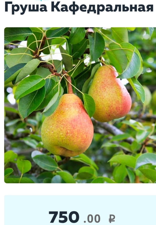 Из ср.массовой информации.