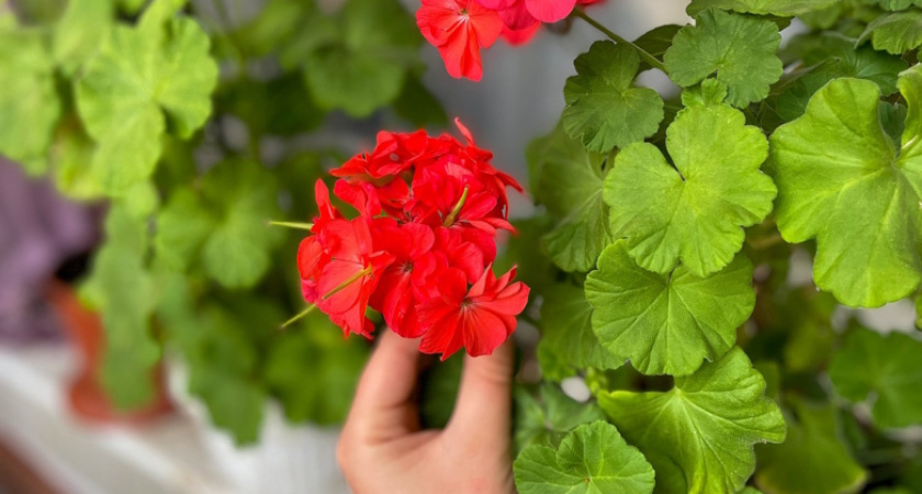    Будет цвести пышно и долго: чем подкормить герань, чтобы у нее больше не сохли листья