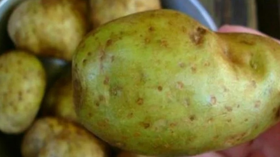 Правильно позеленевший семенной картофель готов к закладке на хранение