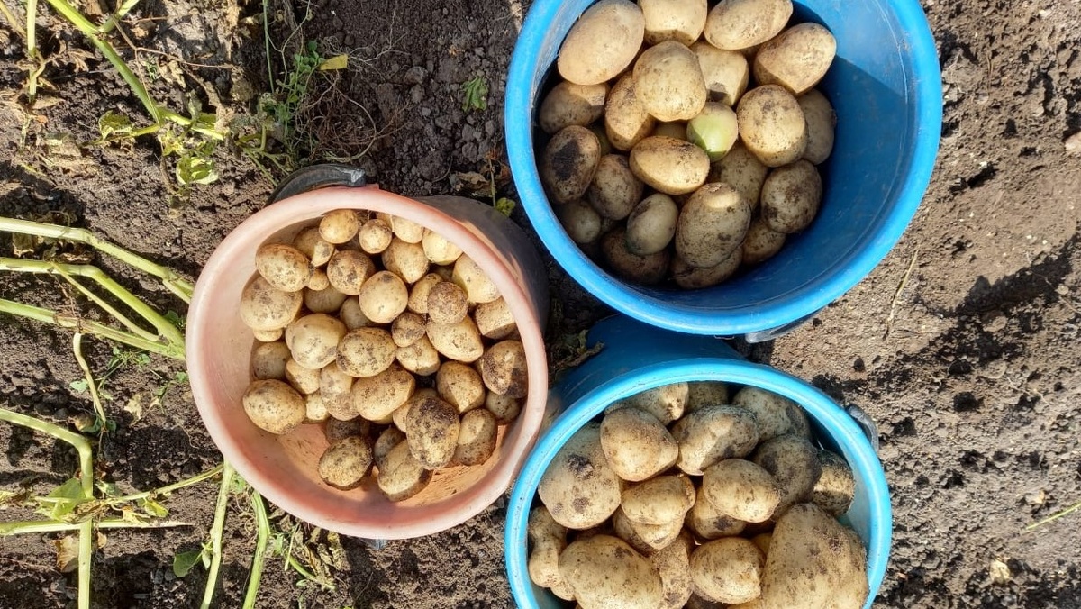 Отбираю семенные клубни строго по размеру - от 50 до 80 граммов