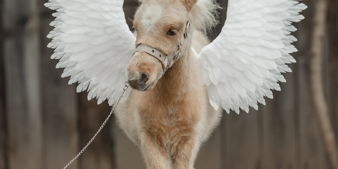 Аренда живой лошади для фотосессии на выезд