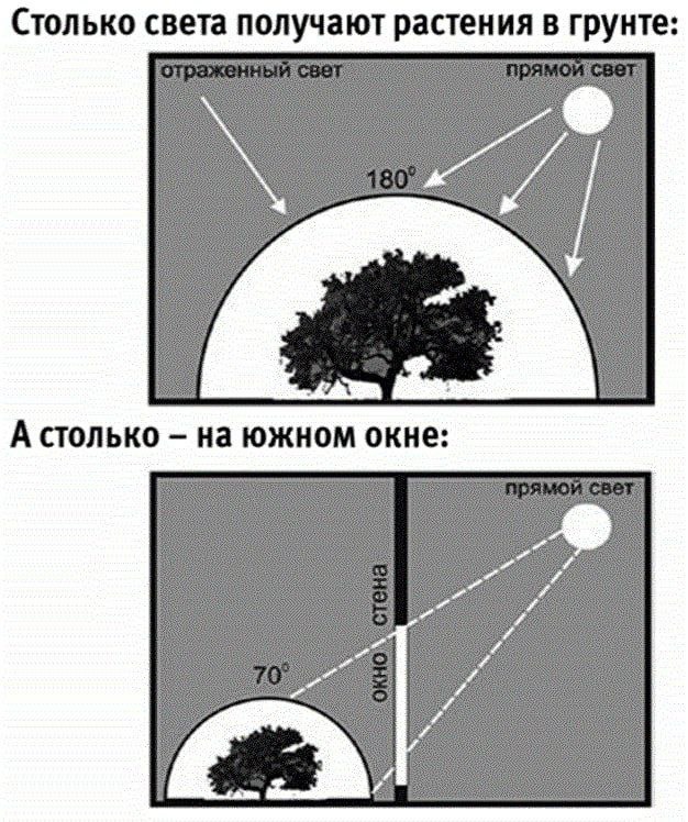 Поэтому досветка нашим растениям очень нужна! 