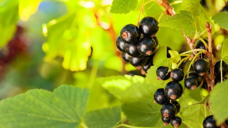 Мой возрастной куст смородины стабильно превосходит молодые растения по урожайности